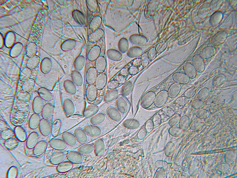 Lasiobolus ciliatus